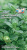 bazilik_aromat_limona_dlya_chaya_